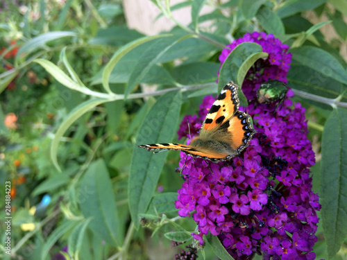 Argynnis butterfly sits on a buddley flower of David photo