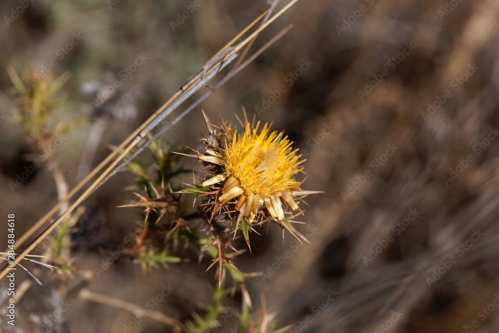 Flower of the carline thistle Carlina hispanica Flower of the carline thistle Carlina hispanica