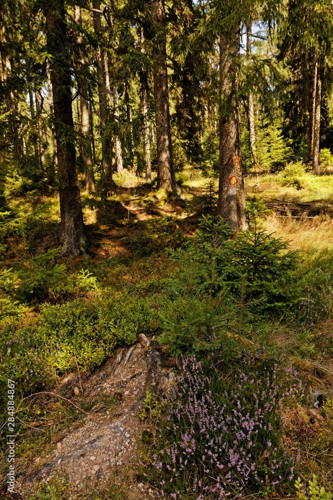 Fototapeta premium landscape in the thuringian forest near Georgenthal