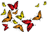 butterfly225