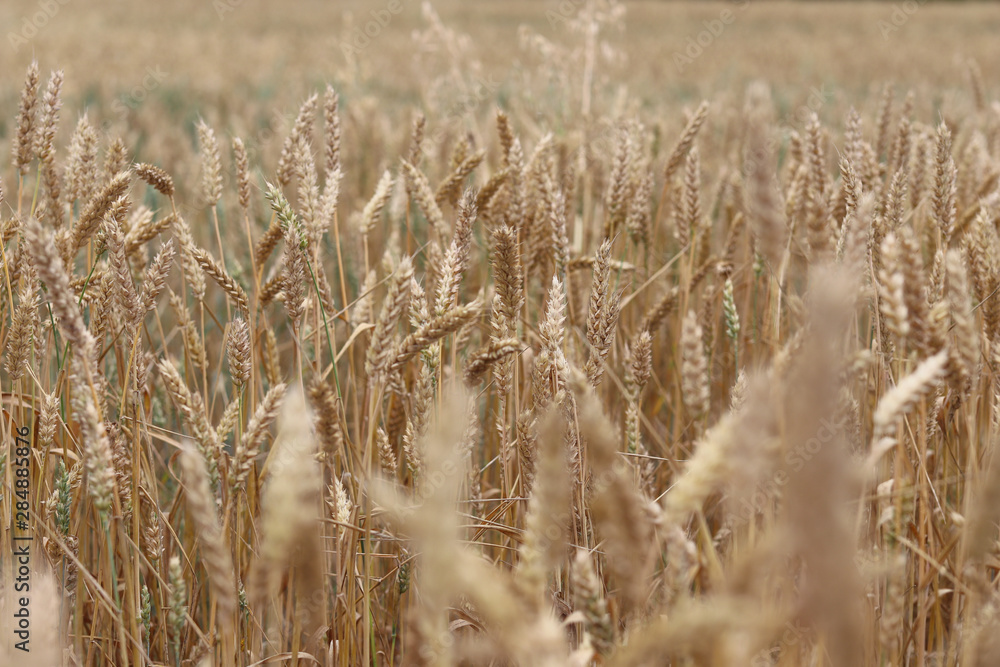 Fototapeta premium Golden spikelets of wheat. Summer harvest