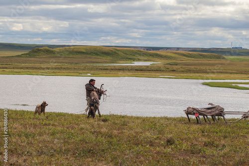 Yamal,   reindeers in Tundra, pasture of Nenets © evgenii