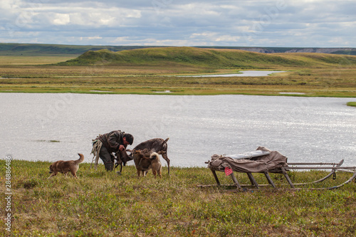 Yamal    reindeers in Tundra  pasture of Nenets