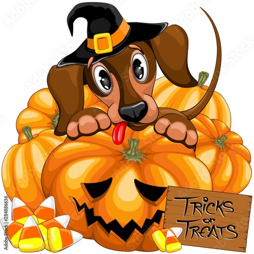 Halloween Dachshund Cute with Jack o Lantern and Candies vector illustrations