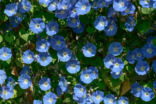 Bright blue flowers of convolvulus plant among green leaves.