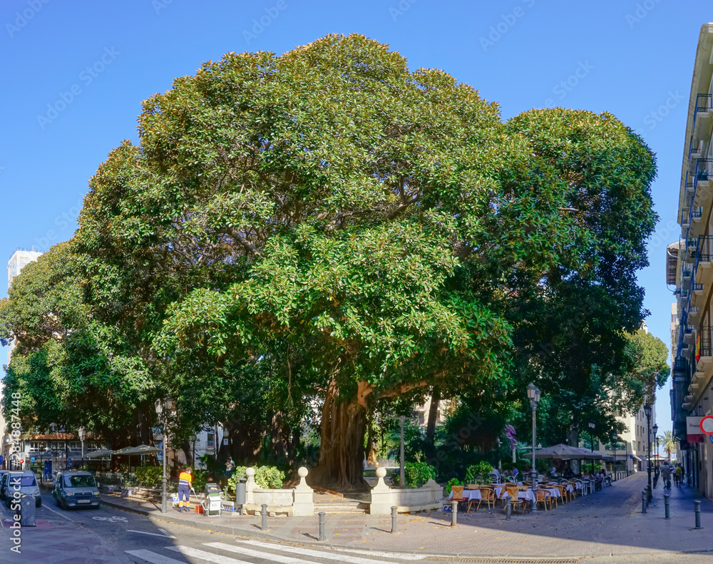 giant tree in the city square