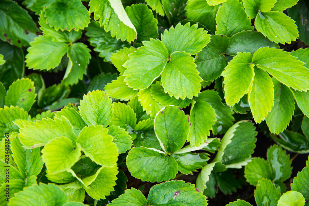green strawberry sprouts on a bed close-up top view texture background green strawberry sprouts on a bed close-up top view texture background