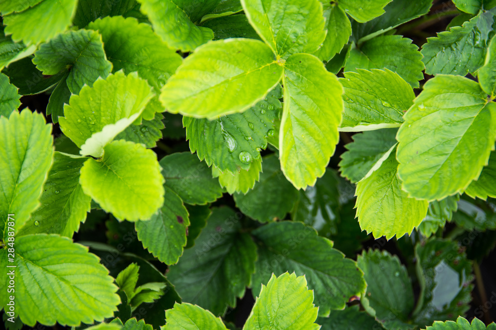 green strawberry sprouts on a bed close-up top view texture background green strawberry sprouts on a bed close-up top view texture background