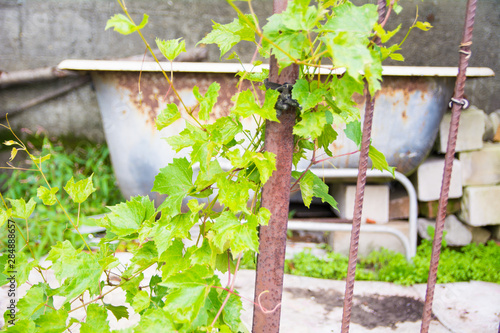 green vine leaves close up photo