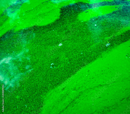 Blooming blue-green algae (Cyanobacteria). Water pollution of rivers and lakes with harmful algal blooms. It is world environmental problem. Ecology concept of polluted nature.