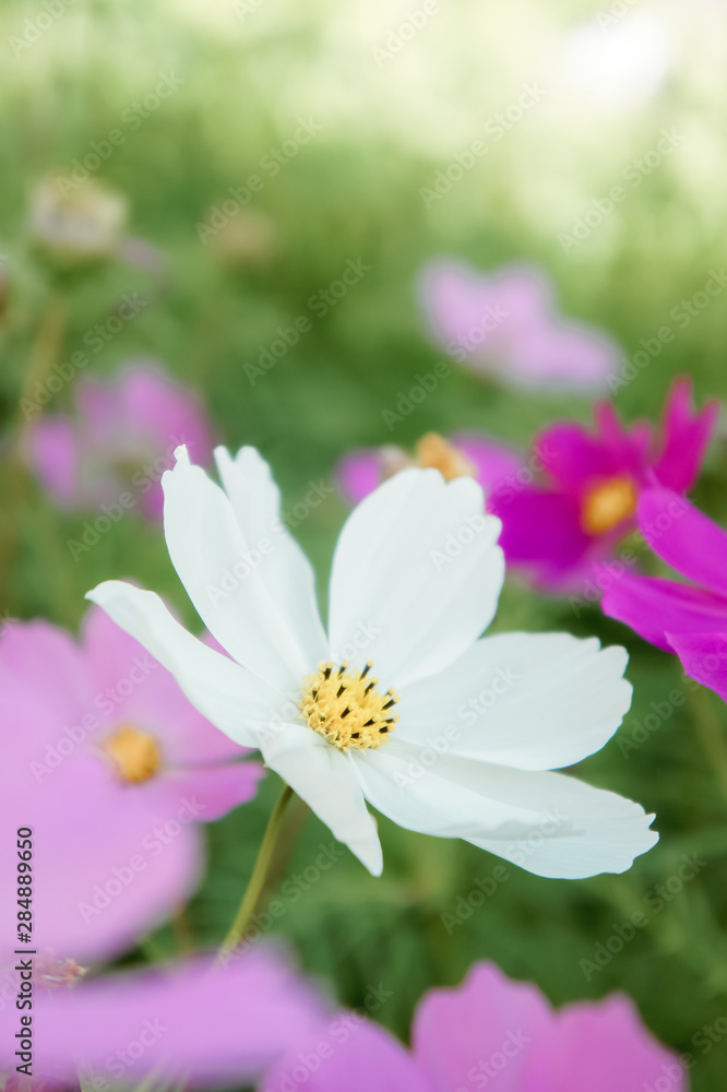 cosmos daisy flowers in the garden day natural vintage cosmos daisy flowers in the garden day natural vintage