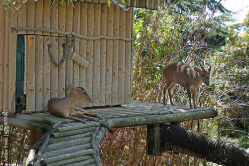 A couple of deer, a wooden house in a tree, a deer in the woods