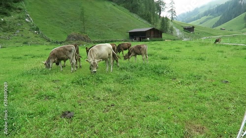 Herd young cows grazing on farmland in Wimmertal valley Tirol photo