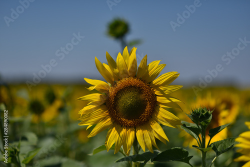 yellow sunflower flowers