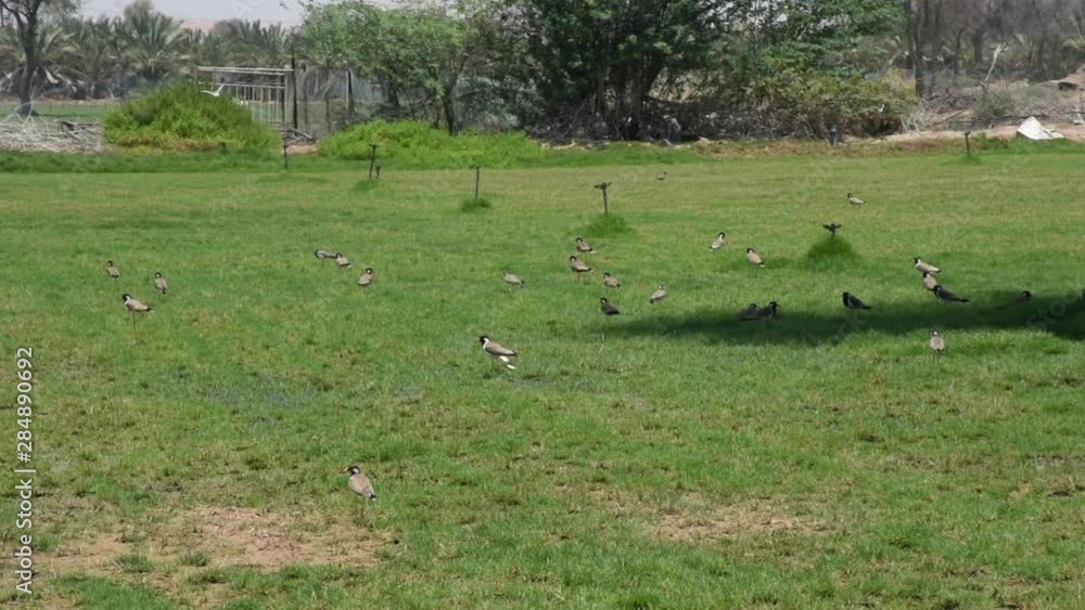 A flock of Red Wattled Lapwings (Vanellus indicus) in a field in the United Arab Emirates. A flock of Red Wattled Lapwings (Vanellus indicus) in a field in the United Arab Emirates.