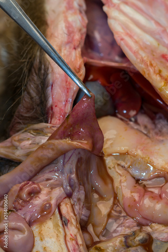 Fotografie the small intestine of a dog after the parvoviral infection,