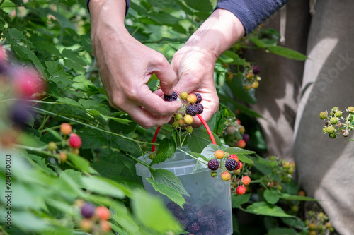 Female hands picks berries of ripe black raspberries on a background of green foliage. Gardening. Harvesting.