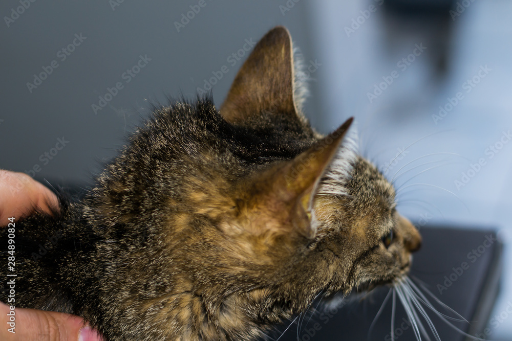 adult cat with liver faiure, jaundice skin and dehydration Photos Adobe Stock