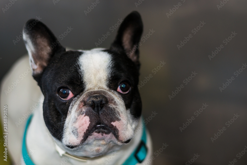 french bulldog portrait at the veterinary clinic in metallic cage