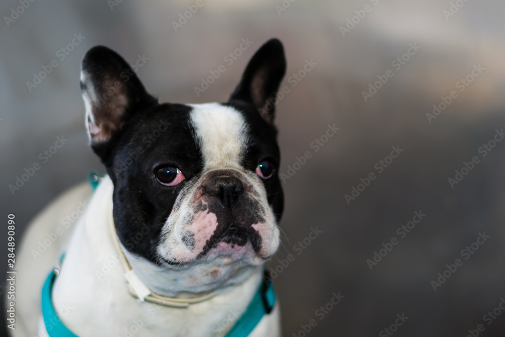 french bulldog portrait at the veterinary clinic in metallic cage french bulldog portrait at the veterinary clinic in metallic cage