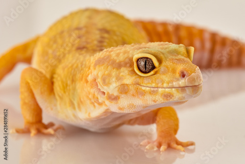 portraits to Leopard Gecko in studio photo