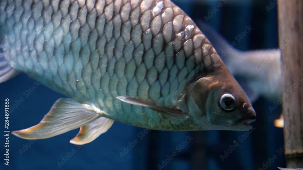 Diving, diving underwater, shooting exotic fish water with water on an underwater camera Diving, diving underwater, shooting exotic fish water with water on an underwater camera