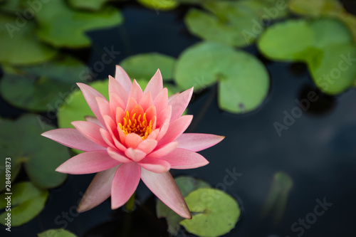 beatiful Lotus flowers on lake   water lily blooming in pond