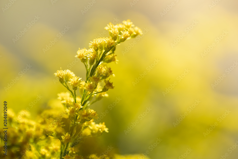 Close up of beautiful small yellow flower with copy space for text using as background natural plants landscape, ecology wallpaper concept. Close up of beautiful small yellow flower with copy space for text using as background natural plants landscape, ecology wallpaper concept.