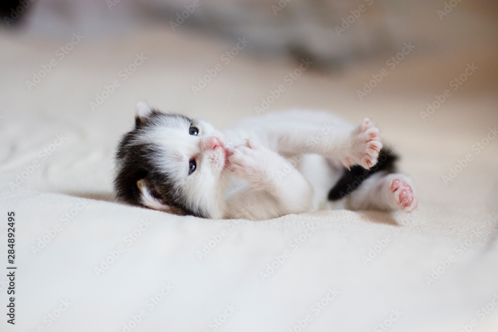 a small pretty fluffy playful kitten lies on a light blanket, licks a foot a small pretty fluffy playful kitten lies on a light blanket, licks a foot