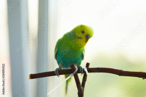 rainbow, budgerigar, wooden, perch, branch, talking, playing, hand, homemade, in a cage, beauty, trained, smart, playful, healthy, young, adult, feathers, blue, green, yellow, strong, paws, claws, rod