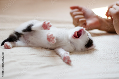 a small fluffy kitten of white color with black spots lies on a white blanket, yawns, spreads its paws with claws in the soft daylight, next to the child's hands