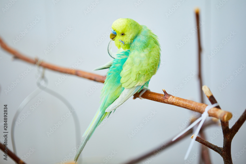Obraz premium rainbow wavy parrot cleans feathers