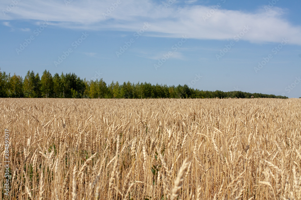 Golden wheat field passing into the blue sky through a strip of green forest Golden wheat field passing into the blue sky through a strip of green forest