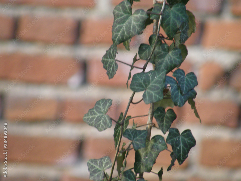 Obraz premium Liście bluszczu na tle ceglanego muru