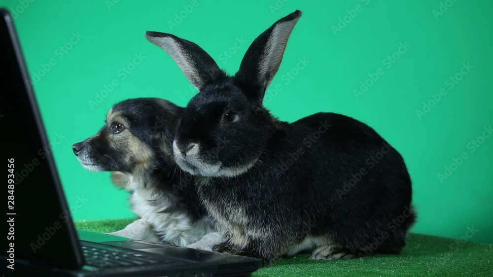 Toy Terrier and black rabbit are sitting in front of the laptop Toy Terrier and black rabbit are sitting in front of the laptop