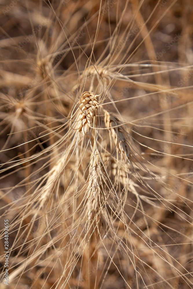 field of ripe Golden wheat (closeUP) field of ripe Golden wheat (closeUP)