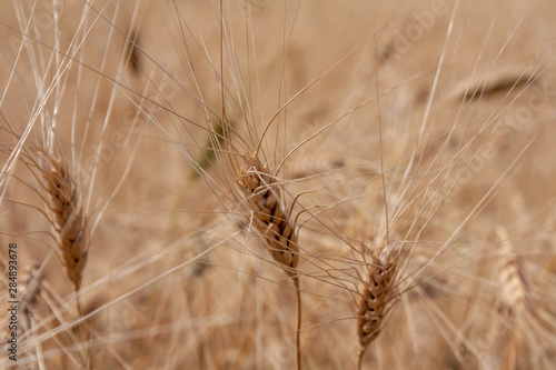 field of ripe Golden wheat  closeUP 