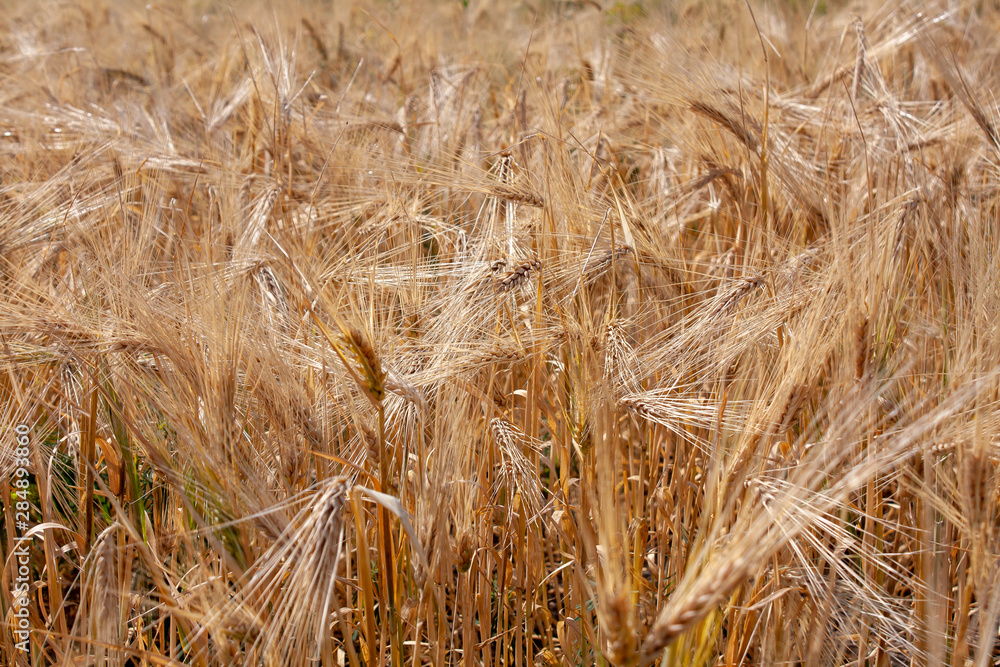 field of ripe Golden wheat (closeUP) field of ripe Golden wheat (closeUP)