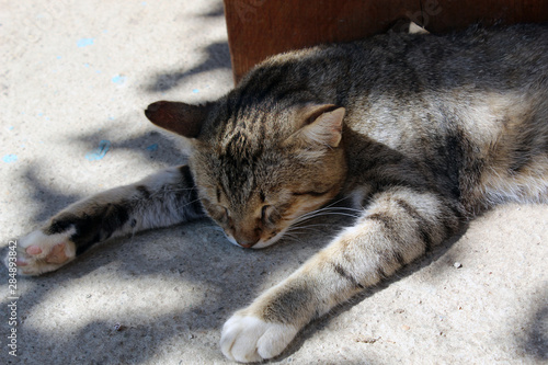 Photography Cat sleep on asphalt close up