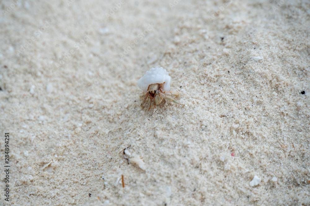 Einsiedlerkrebs am Strand