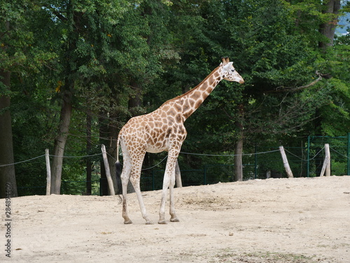 giraffe in zoo