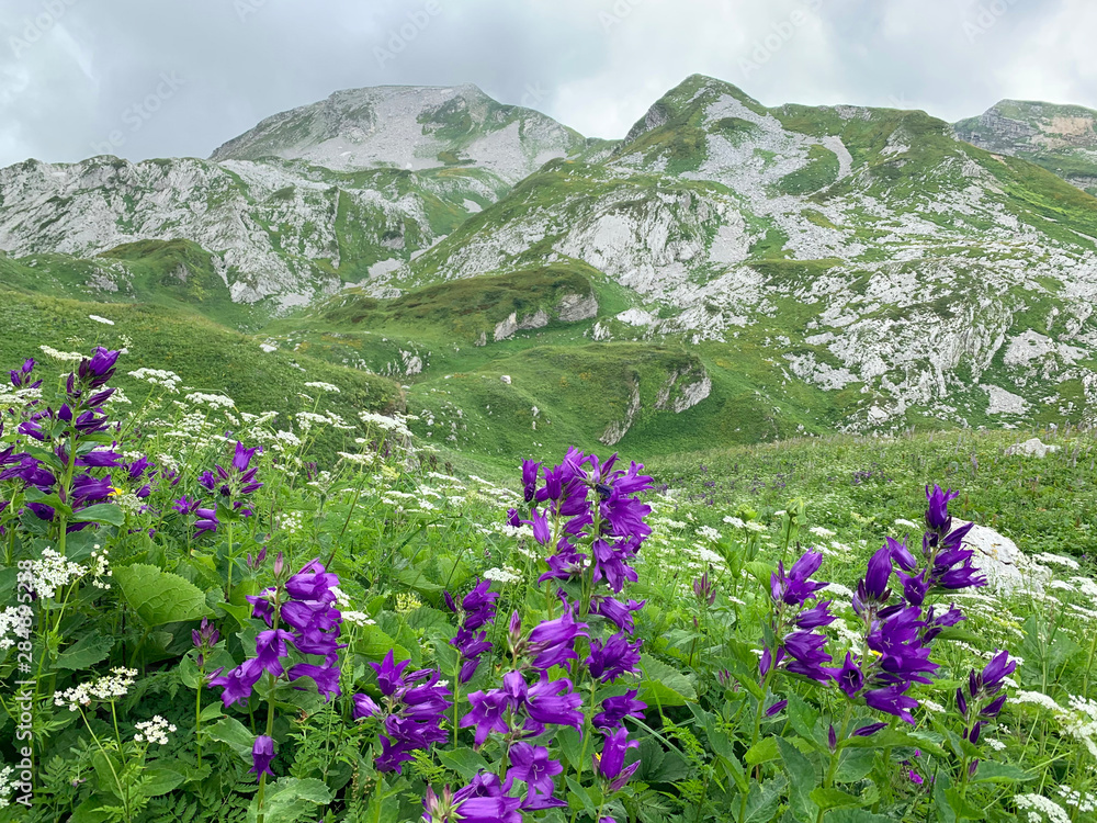Fototapeta premium Abkhazia, Arabica plateau in foggy summer morning. Flowering deep-belled flowers