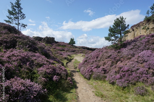 Heather on Ilkley Moor