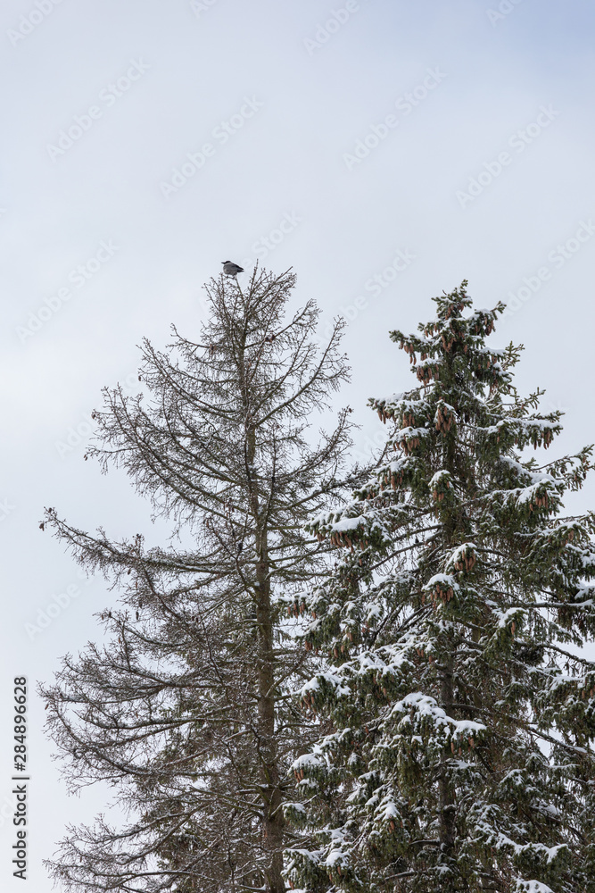 Calm cloudy winter day and treetops covered in snow Calm cloudy winter day and treetops covered in snow