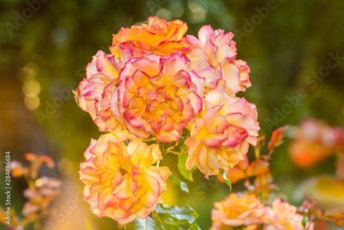Wallpaper Mural sunset and orange flowers in the garden Torontodigital.ca