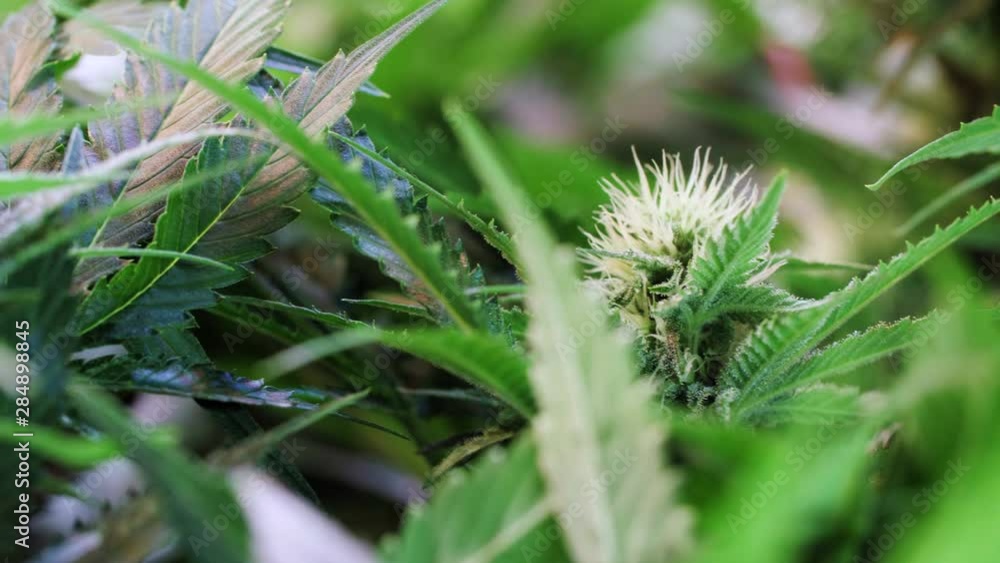 Hemp Growing Indoors Slow Motion Hemp Growing Indoors Slow Motion