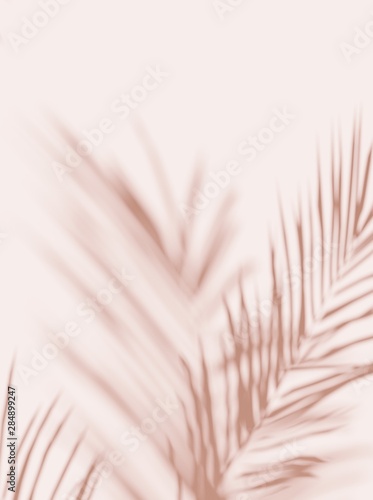 Tropical palm leaves on  light pastel background. Unobtrusive botanical backg...