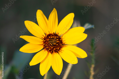 Yellow Wildflower Black Eyed Susan in the summer