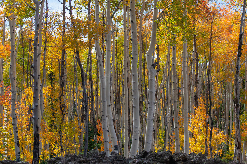 Fototapeta premium Duck Creek Utah Autumn Aspen trees