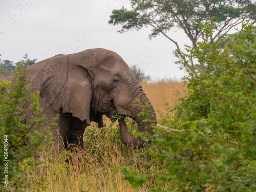 Elephant in Queen Elizabeth Park, Uganda photo